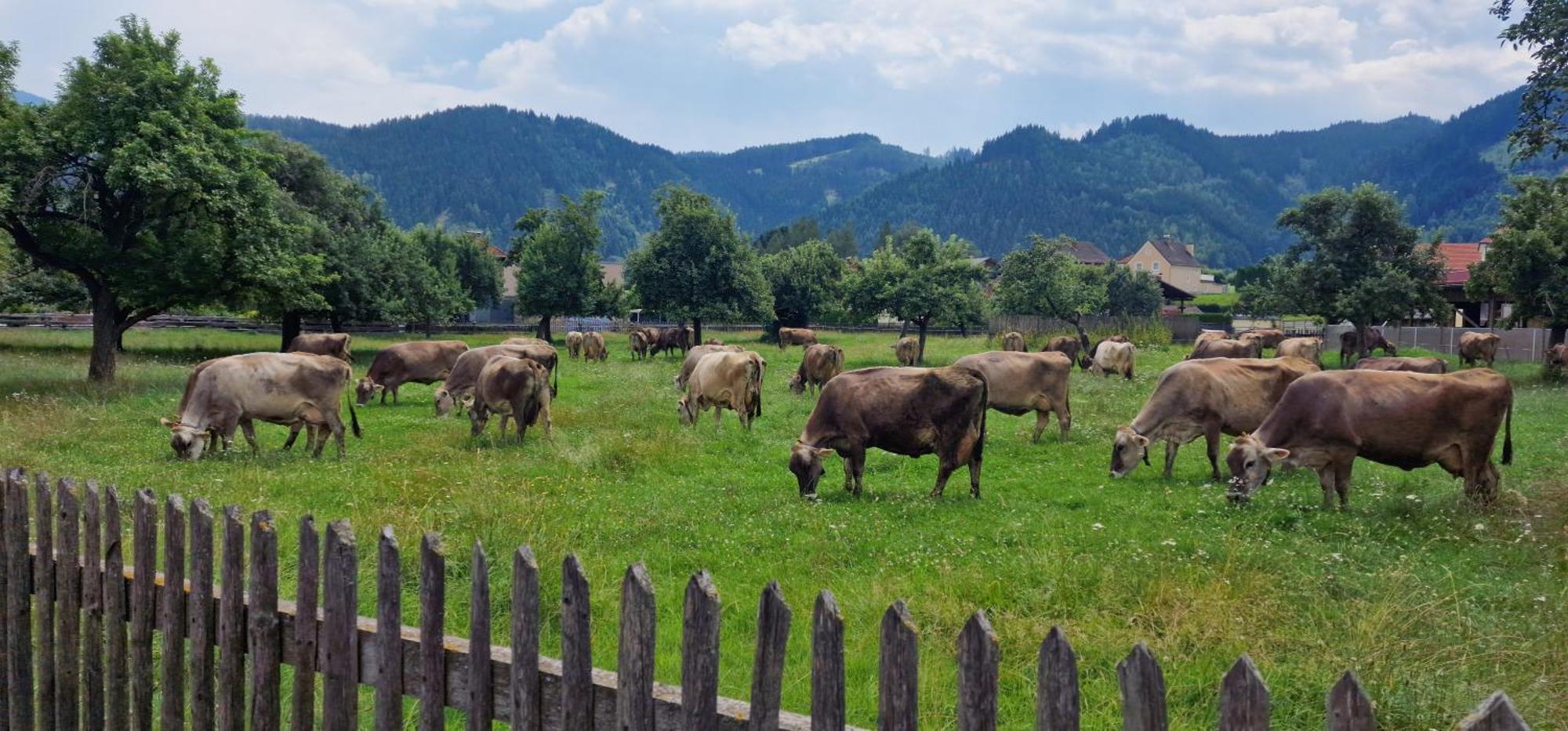 Flat Bull Appartement Mit Garten Sankt Lorenzen bei Knittelfeld Εξωτερικό φωτογραφία